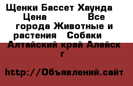 Щенки Бассет Хаунда  › Цена ­ 25 000 - Все города Животные и растения » Собаки   . Алтайский край,Алейск г.